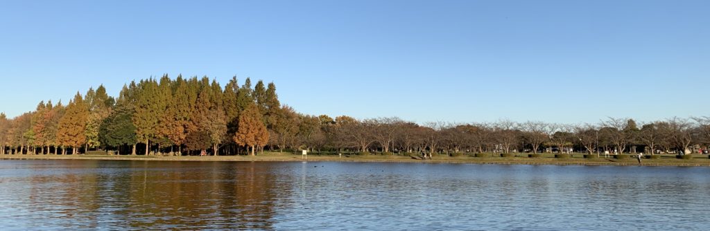 水元公園の水景
