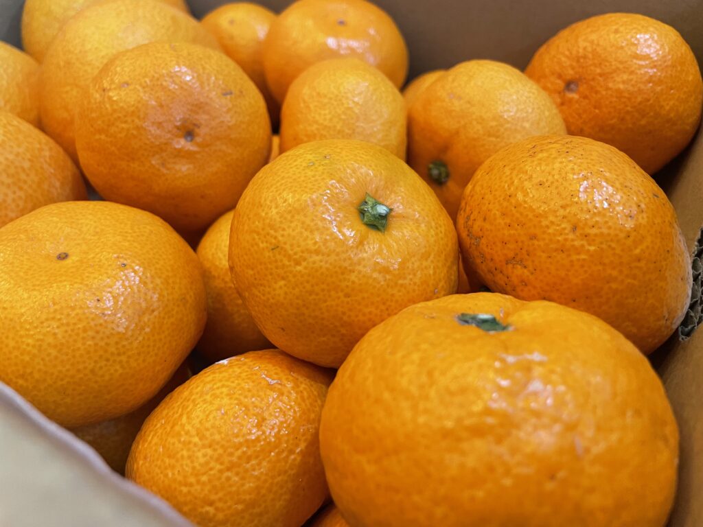 食べチョクフルーツセレクト12月OrangeStoreニノミヤのまどんな＆夕やけみかん